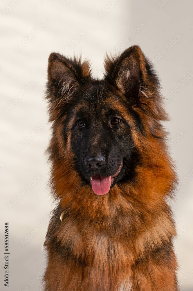 portrait of a long-haired german shepherd in front of a white background portrait of a long-haired german shepherd in front of a white background