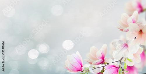 twig with blooming pink magnolia flowers close up over blue background with copy space