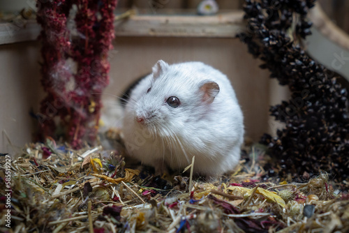 dsungarian hamster photo