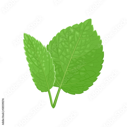 Two leaves of melissa or mint  isolated on white. Vector cartoon illustration of green herbs.