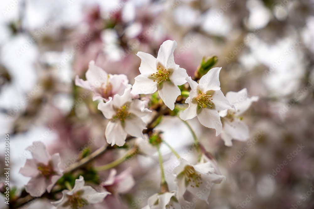 Kirschblüten