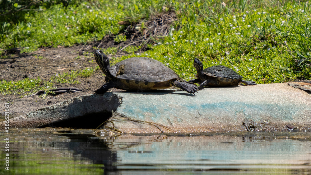Fototapeta premium slider turtle sunbathing at the edge of the pond