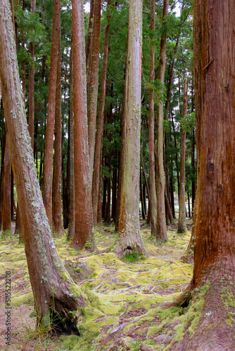 Paisagens dos Açores; Portugal photo