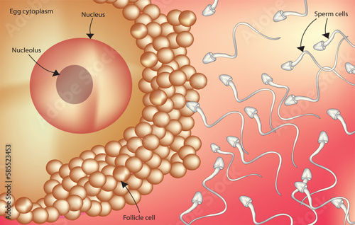human egg fertilisation