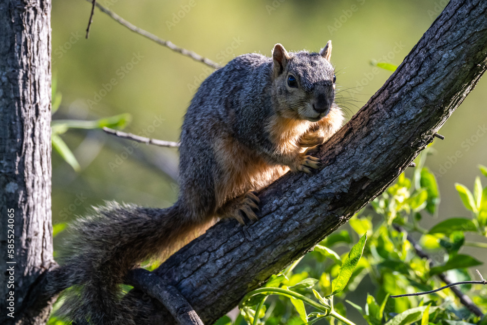 Squirrels posing for photos and raiding feeders Squirrels posing for photos and raiding feeders