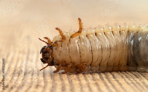Φωτογραφία Bottom view of the white chafer grub. Selective focus.