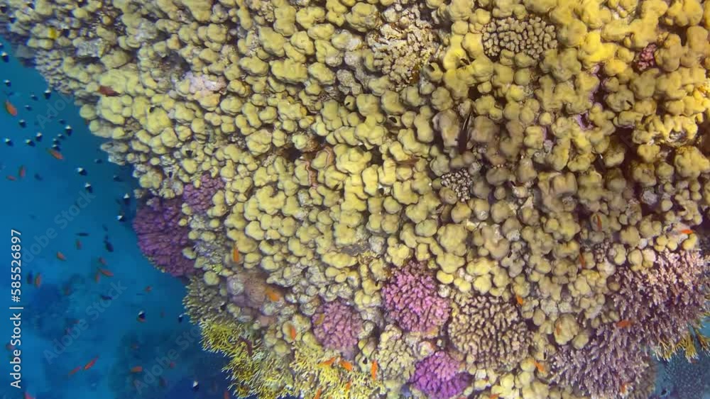 Beautiful coral reefs and fish of the Red Sea Beautiful coral reefs and fish of the Red Sea