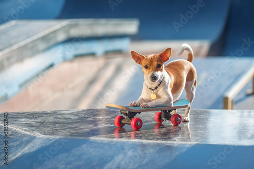 Active small dog playing with the skateboard photo