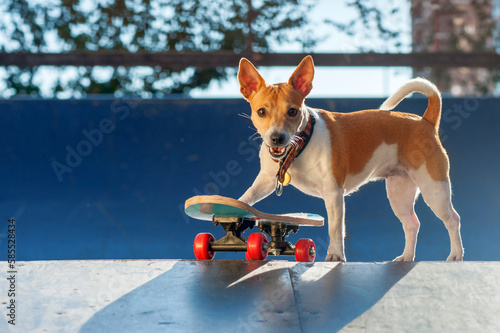 Funny little dog with the skateboard