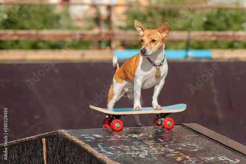 Small jack russel terrier dog erady to skate at the skatepark photo