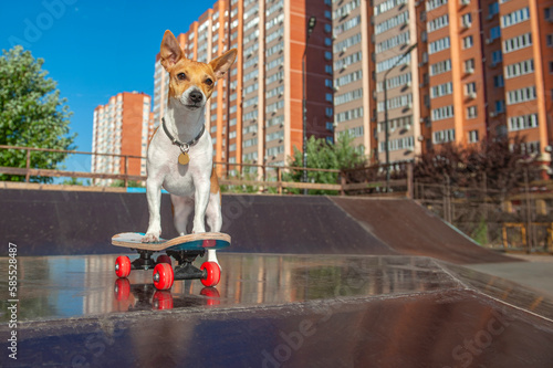 Low angle picture of a skating jack russel terrier photo