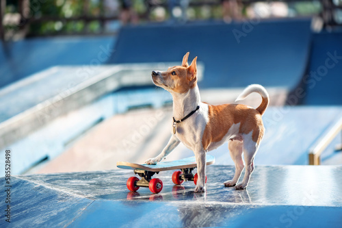 Side view portrait of a dog holding paw on the skateboard photo