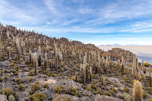 Photos Cactus island in the salar de uyuni in the bolivian altiplano
