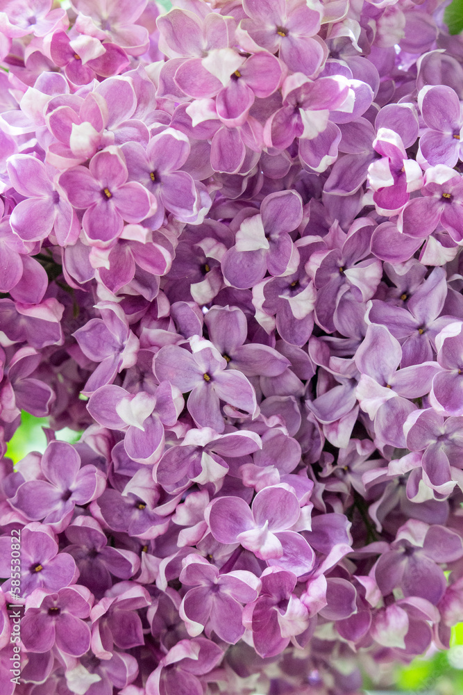 Lilac flowers close-up, full frame floral background.
