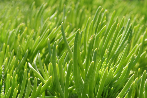 Natural green grass plants in spring. Cover page greenery. Environment ecology wallpaper. Spring background. Abstract green background. Pattern textured background. Screensaver to phone computer. 