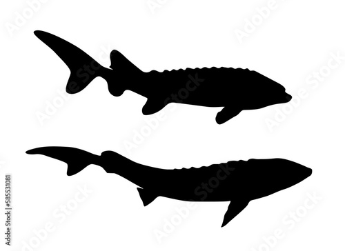 Sturgeon and beluga silhouette collection. Vector decorative elements of underwater wildlife.