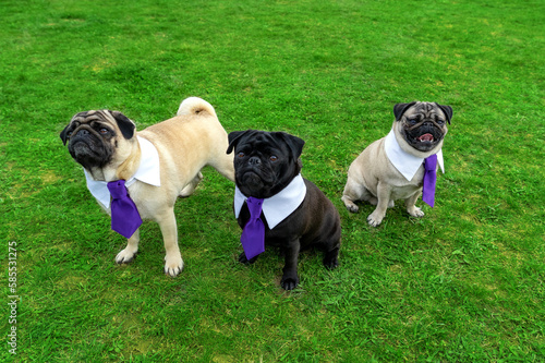 Fotografie 3 cute mops dogs on gras field dressed up in tie