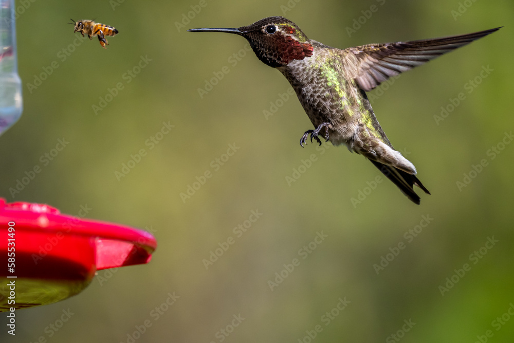 Naklejka premium Hummingbird at the feeder with the bees