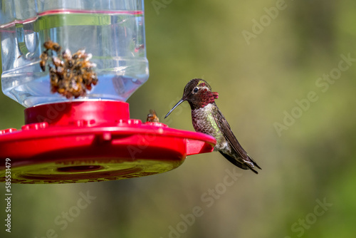 Hummingbird at the feeder with the bees
