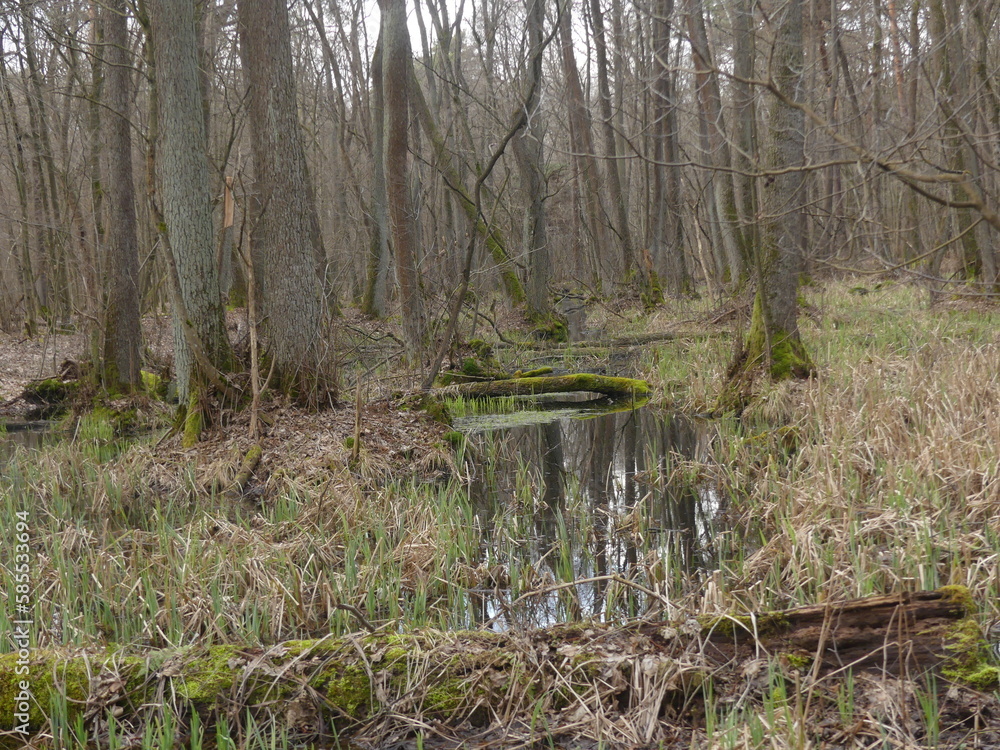 swamps in the Kampinos forest