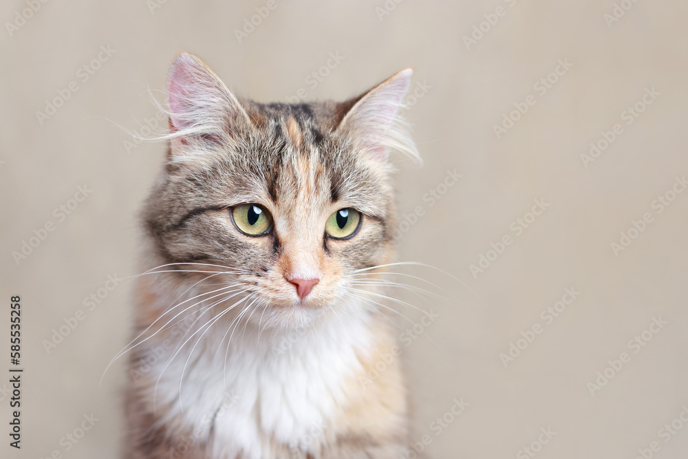 Portrait of a Cat on a light yellow background. Place for text. Cat looking at the camera. Kitten with big green eyes close-up. Pet. Beautiful Kitten. Animal background. Web banner with copy space