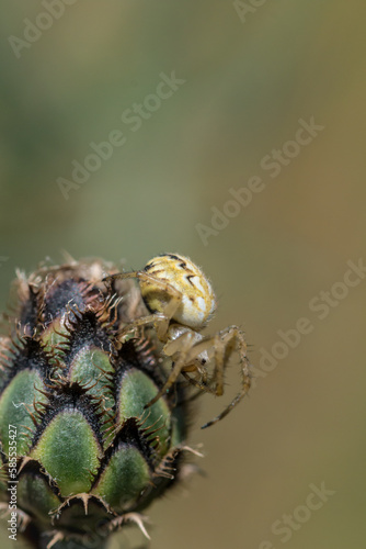 Garden spider (Neoscona adianta) on a knapweed photo