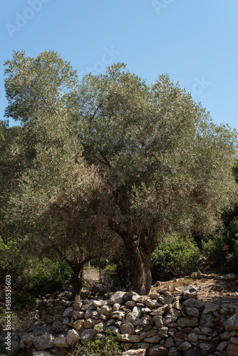 Olivenbaum auf Olivenhain in mediterraner Landschaft von Griechenland