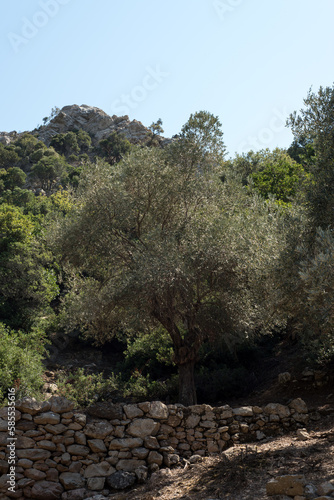 Olivenbaum auf Olivenhain in mediterraner Landschaft von Griechenland