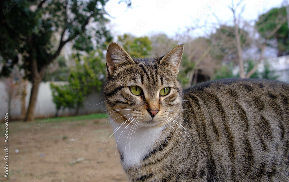 gray sweet cat indoors close-up