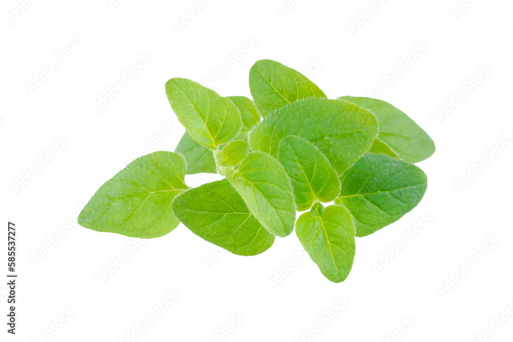 Oregano Oregano
