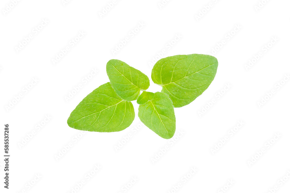 Oregano Oregano