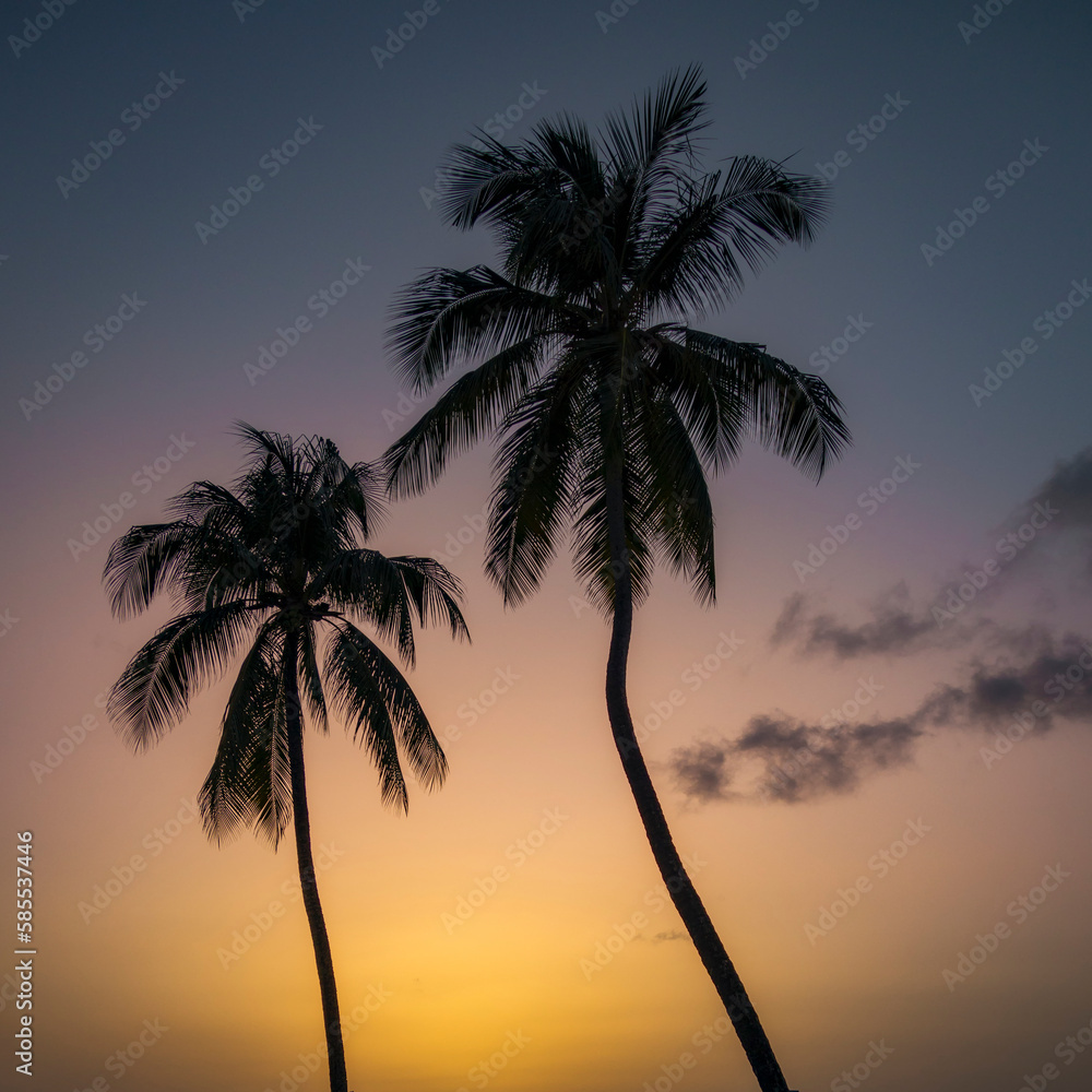 Palm Tree silhouette St Lucia Caribbean