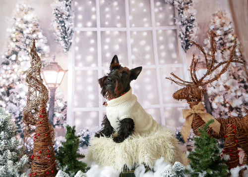 Scotty Dog Christmas photo photo