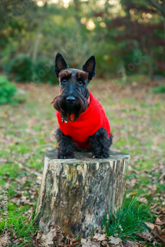 Scotty Dog Christmas photo