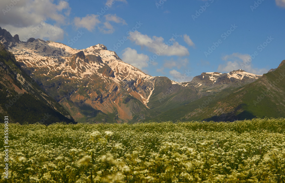 mountain meadow in spring