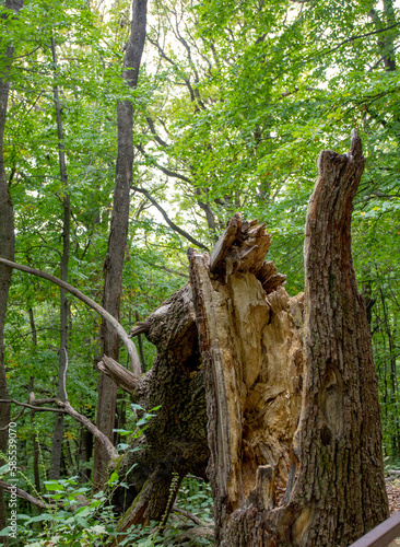 saprophytic fungi are fruit bodies that destroy and infect wood and tree trunks with their formations.