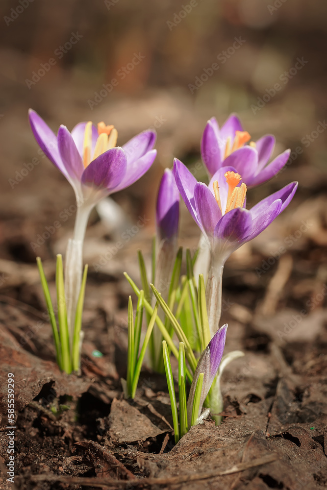 Purple Crocus Flowers in Spring. High quality photo. Purple Crocus Flowers in Spring. High quality photo.