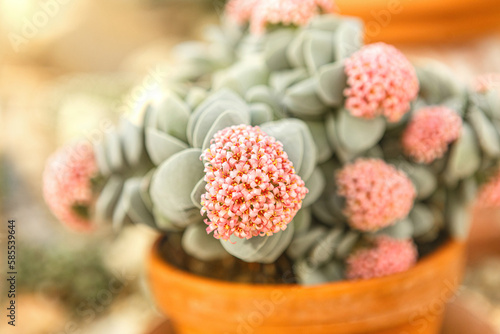 Close-up portrait of rosy crassula blossoms. Crassula plant in a flower pot photo