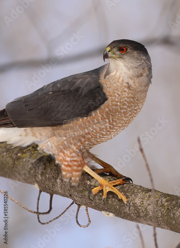 Épervier de cooper dans son environnement naturrel