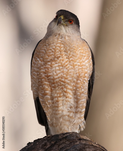 Épervier de cooper dans son environnement naturrel