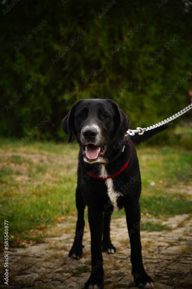 black labrador retriever