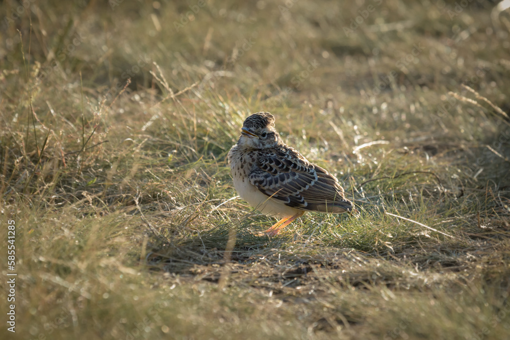 Baby skylark (Alauda arvensis) hiding in grass Baby skylark (Alauda arvensis) hiding in grass