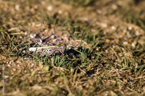 Field grasshopper (Chorthippus brunneus) in grass