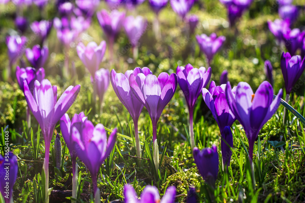 Primroses. Purple crocuses in the rays of the setting sun. Beautiful floral background. Horizontal Primroses. Purple crocuses in the rays of the setting sun. Beautiful floral background. Horizontal