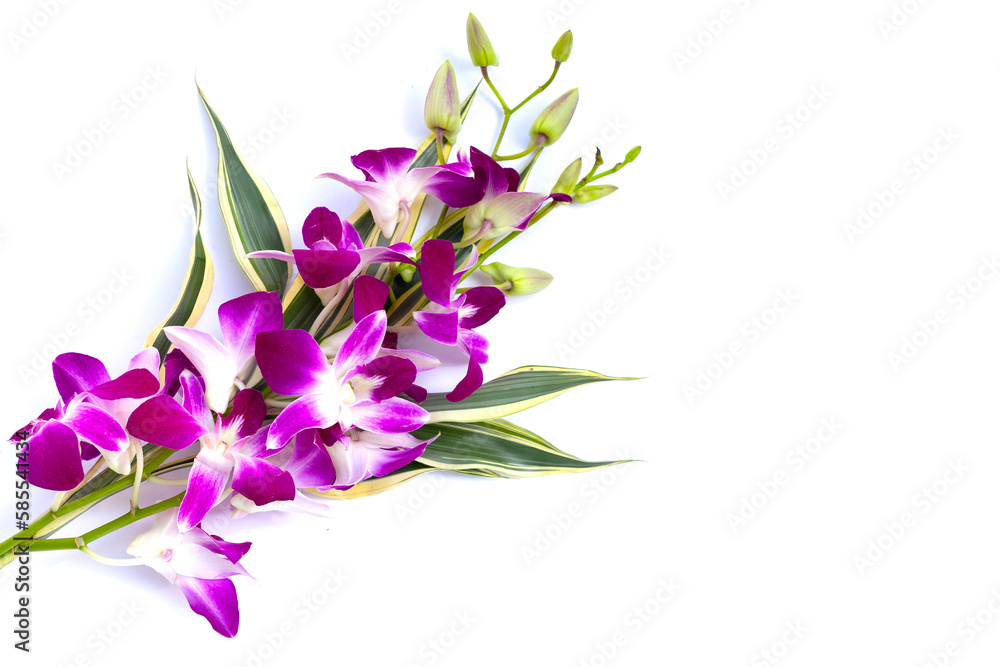 Bouquet beautiful purple orchid flowers on white background