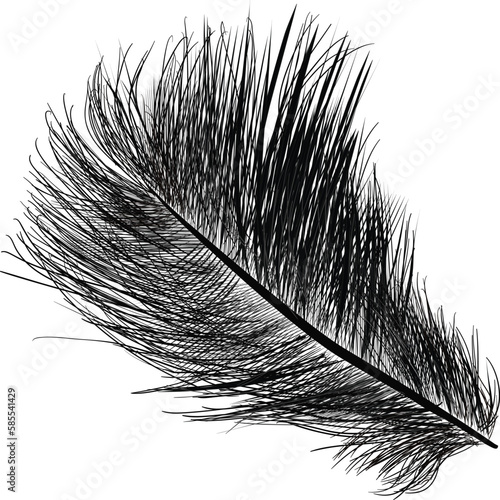feather large silhouette isolated on white