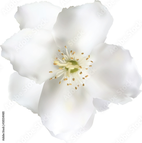 jasmine single bloom isolated on white