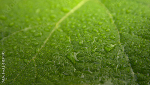 Surface of a green leaf with water droplets.