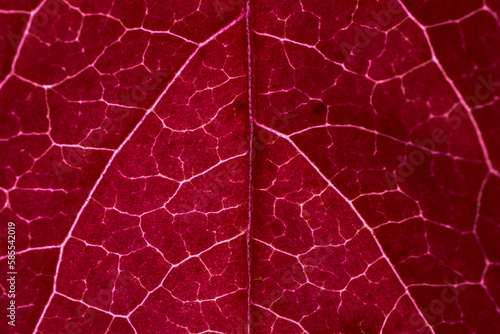 Red leaf with white veins and macro details on the background.