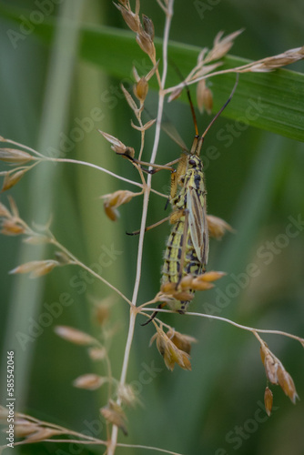 Grass bug Leptopterna dolabrata on grass flower photo